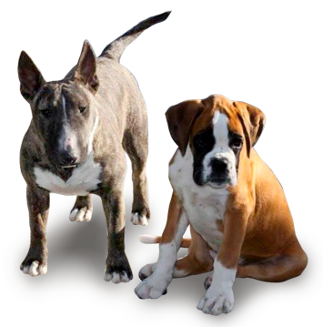 Photo de boxer et mini bull terrier